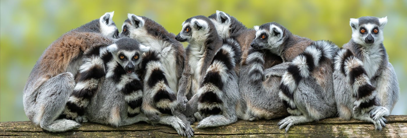 h madagascar