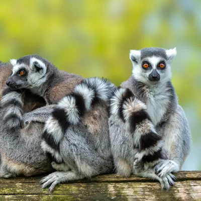 madagascar africa travel