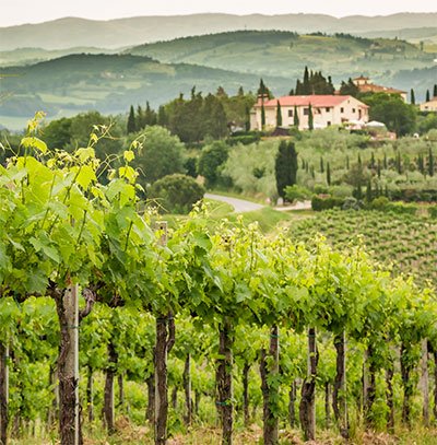 icon chianti