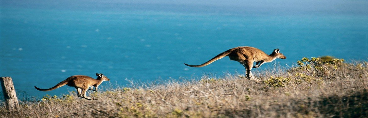 kangaroo island vacation packages