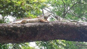 Nature, Animals and More