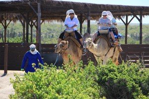 cabo-camel1