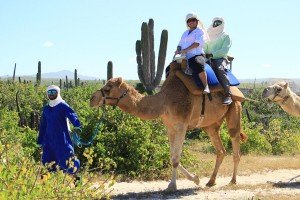 cabo-camel4