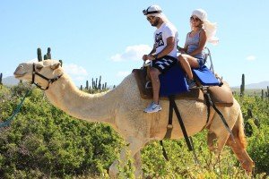 cabo-camel6
